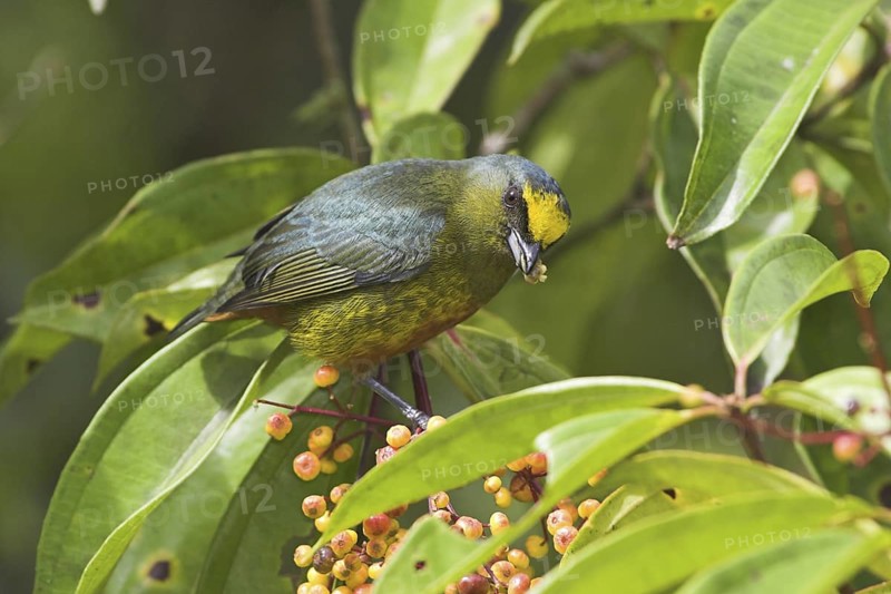 Olive-backed Euphonia (Euphonia gouldi) male, Costa Rica