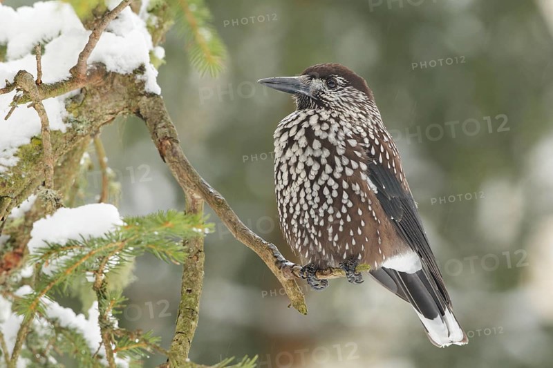 Spotted Nutcracker (Nucifraga caryocatactes), St. Gallen, Switzerland