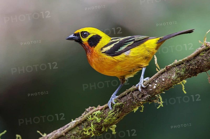 Golden Tanager (Tangara arthus) perched on a branch in Manu National Park, Peru