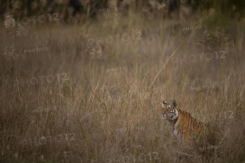 Bengal tiger (Panthera tigris tigris), lying in the tall grass, Bandhavgarh National Park, Bahannara, Manpur, Madhya Pradesh, India