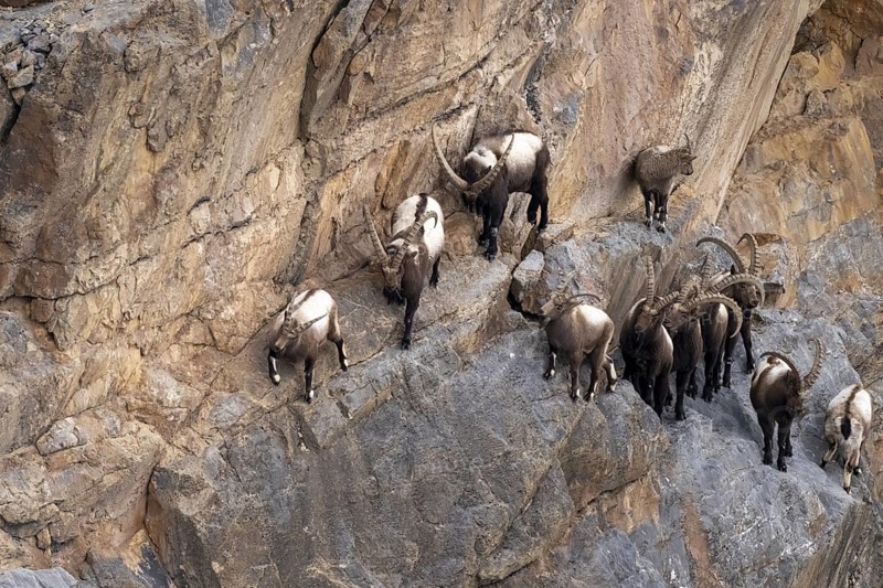 Siberian ibex (Capra sibirica), climbing a steep wall, Himalayas, Spitital, Kaza, Himachal Pradesh, India