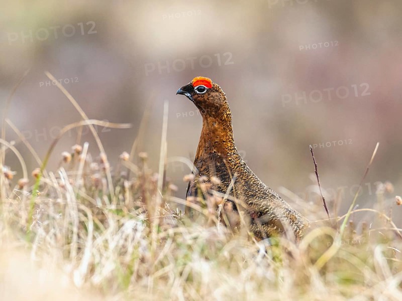 Male of Red Grouse, Lagopus scotica, bird on moors in Scotland