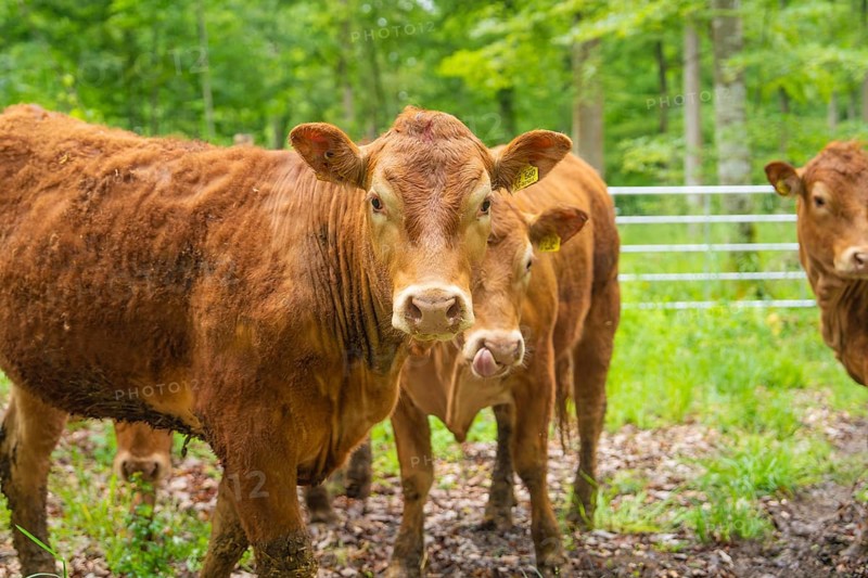 Several brown cows standing on a green and wooded pasture, Waldweide Gechingen, compensation project for the Hermann Hesse railway to create ecological habitats for endangered species, district of Calw, Germany