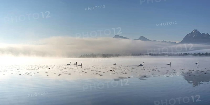 Sunrise at Lake Hopfensee near Füssen, with the Tegelberg massif and the Säuling behind it, Ostallgäu, Allgäu, Upper Swabia, Swabia, Bavaria, Germany