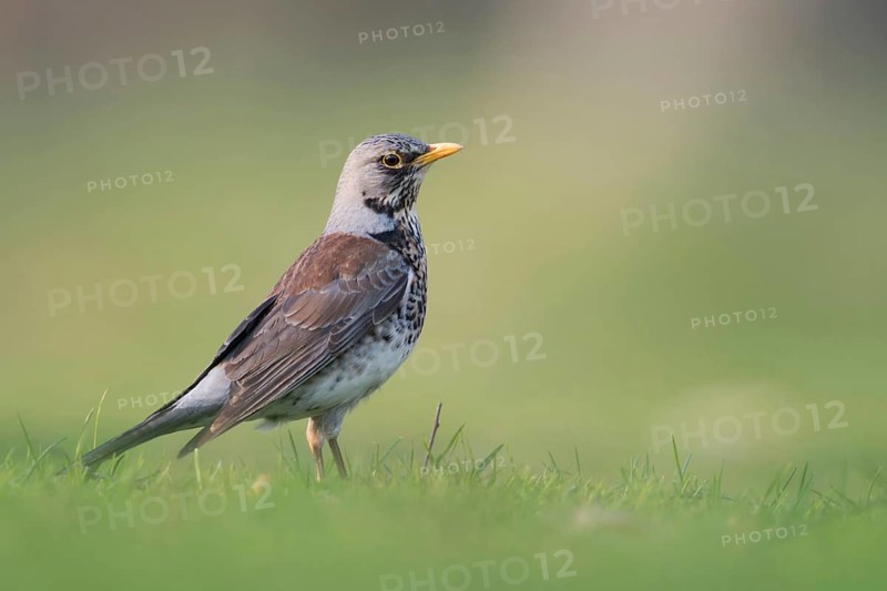 Juniper thrush (Turdus pilaris) in spring, breeding plumage, stands, sits on the ground in the grass, looks around attentively, is probably looking for food, typical observation, particularly low camera position ensures encounter at eye level, clear, detailed image, wildlife, native nature, Meerbusch, Rhineland, Lower Rhine, North Rhine-Westphalia, Germany, Western Europe