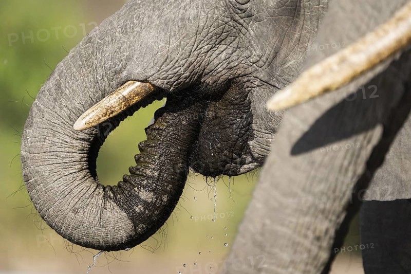 Close-up of an African elephant (Loxodonta africana) drinking with its trunk inside its mouth, tusks clearly visible. Another elephant's tusks appear blurred in the foreground, adding depth. The background shows green bush, providing a natural African savannah setting. Chobe National Park, Botswana