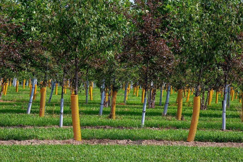 Shelbyville, Michigan - Trees growing at Winding Creek Nursery in west Michigan. The company grows Michigan native shade trees and flowering ornamental trees