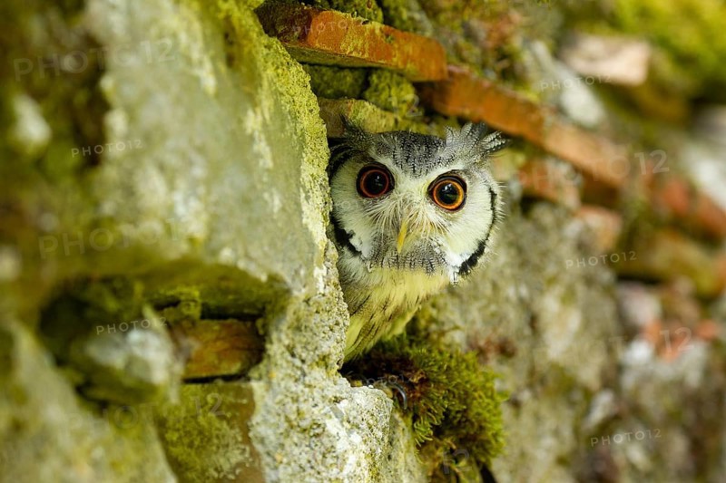 Northern White-faced Owl (Ptilopsis leucotis) captive, Germany