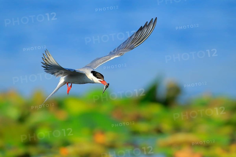 Common Tern (Sterna hirundo) flying with fish prey in beak, Danube Delta, Romania