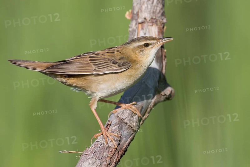 Pallas's Grasshopper Warbler - Streifenschwirl - Locustella certhiola ssp. centralasiae, Kazakhstan