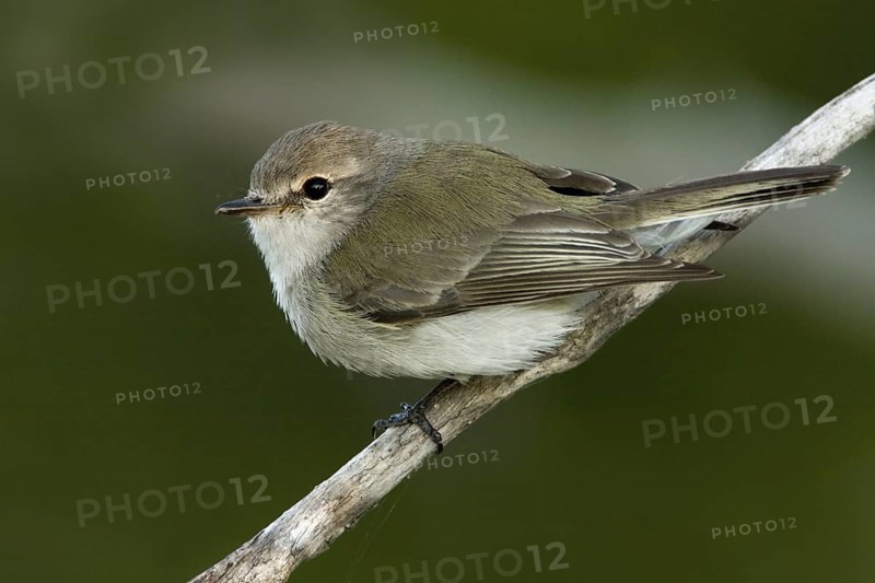Lemon-bellied Flyrobin (Microeca flavigaster tormenti), Western Australia, Australia