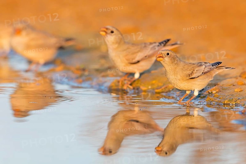 Wüstengimpel, Trumpeter Finch, Rhodopechys githaginea, Roselin githagine, Bouvreuil githagine, Camachuelo Trompetero