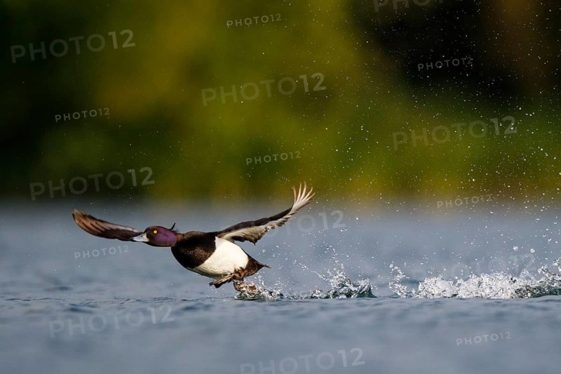 Tufted Duck (Aythya fuligula) male flying, North Rhine-Westphalia, Germany