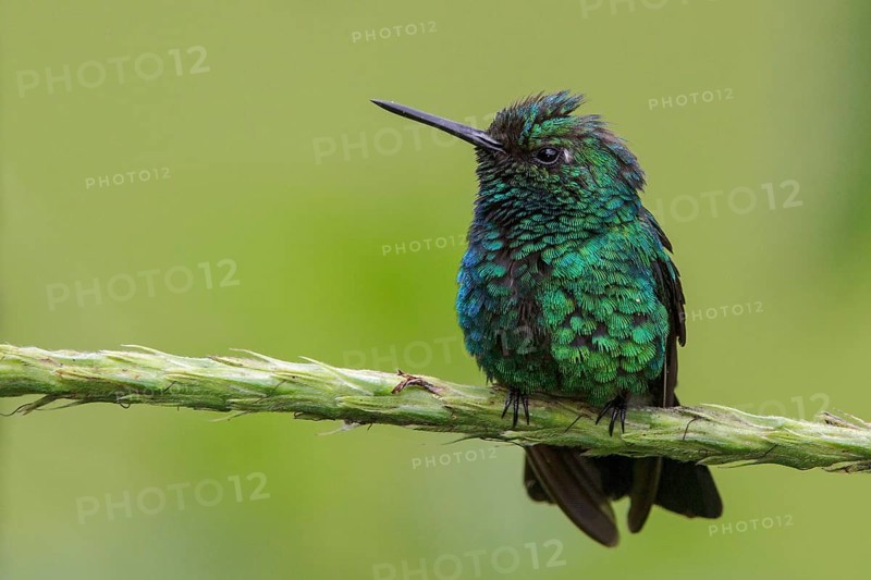 Blue-tailed Emerald (Chlorostilbon mellisugus) perched on a branch in Manu National Park, Peru