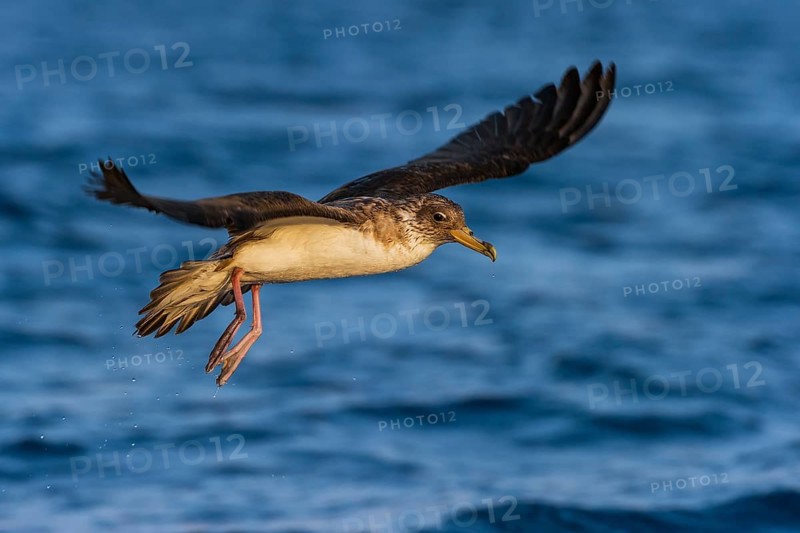 Cory's Shearwater (Calonectris borealis) flying, Eilat, Israel