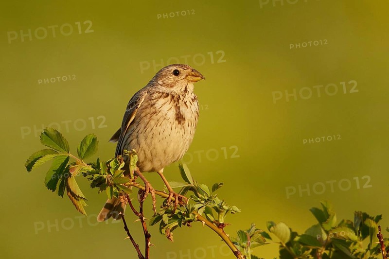 Corn Bunting (Emberiza calandra) male, Armenia