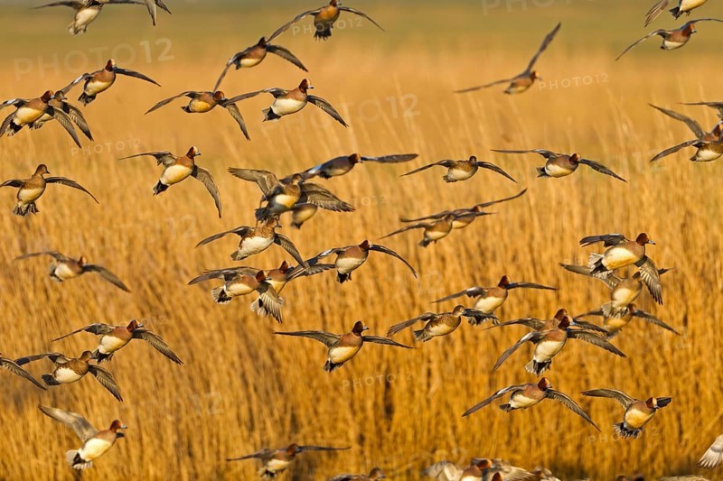Eurasian Wigeon (Mareca penelope) male flying, Noordholland, Netherlands