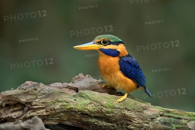 Rufous-collared Kingfisher (Actenoides concretus) male perched on a branch, Pahang, Malaysia