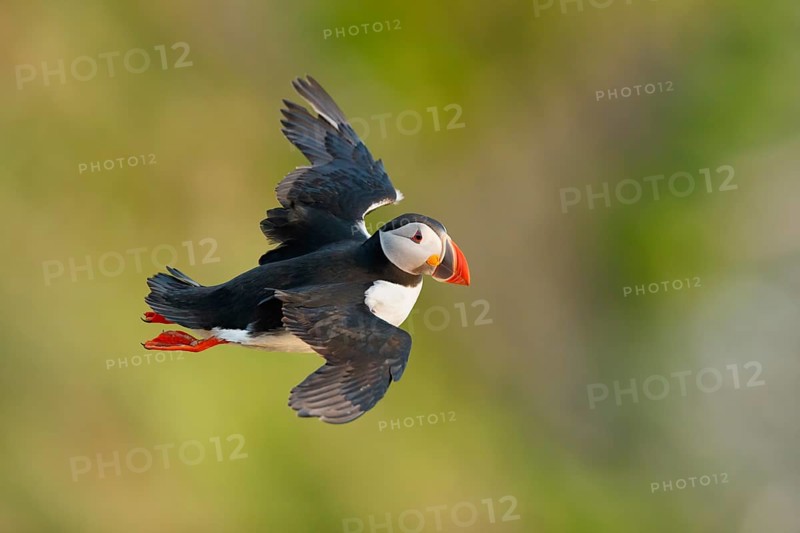 Atlantic Puffin (Fratercula arctica) flying, Iceland