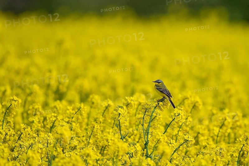 Western Yellow Wagtail (Motacilla flava) male perched in flowering rape field, Baden-Wuerttemberg, Germany