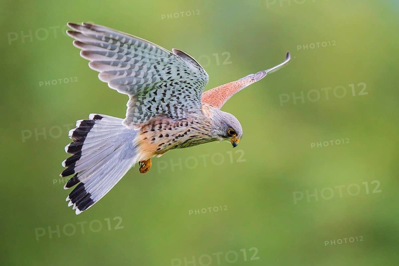 Common Kestrel (Falco tinnunculus) male flying, Baden-Wuerttemberg, Germany