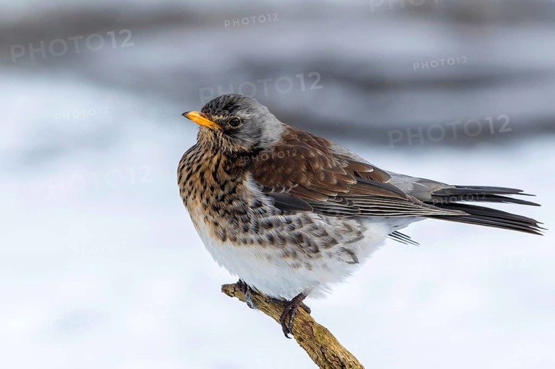 Fieldfare (Turdus pilaris) perched on a branch, Mecklenburg-Western Pomerania, Germany