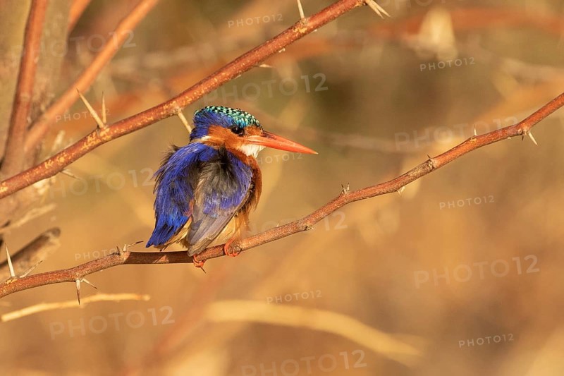 Malachite Kingfisher (Corythornis cristatus), Lake Baringo, Kenya