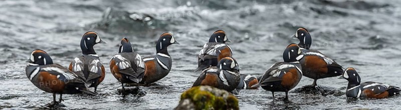 Harlequin Duck (Histrionicus histrionicus) male, Iceland