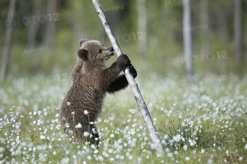 Eurasian Brown Bear (Ursus arctos) cub standing at tree trunk in white cottongrass, Finland