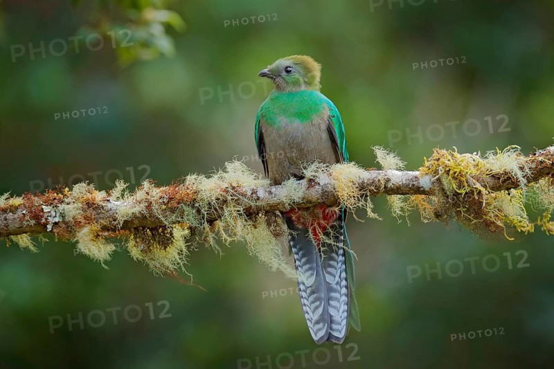Resplendent Quetzal, Savegre in Costa Rica with green forest in background. Magnificent sacred green and red bird. Detail portrait of beautiful tropic animal. Bird with long tail