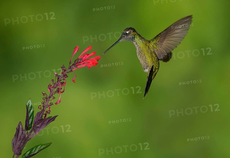Magnificent Hummingbird (Eugenes fulgens) - San Gerrardo de Dota, Costa Rica