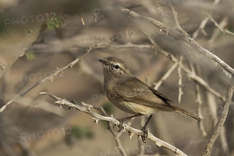 Plain Leaf Warbler (Phylloscopus neglectus), Oman
