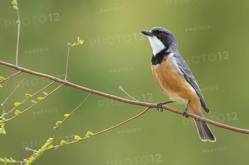 Rufous Whistler (Pachycephala rufiventris) male, Victoria, Australia