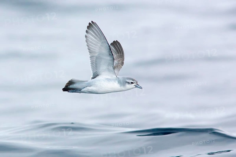 Fairy Prion (Pachyptila turtur) flying, Victoria, Australia