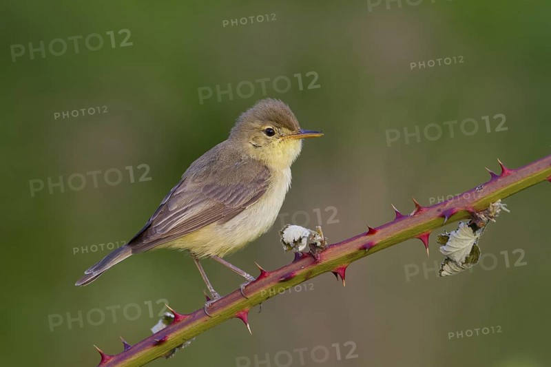 Melodious Warbler (Hippolais polyglotta) male, Rhineland-Palatinate, Germany