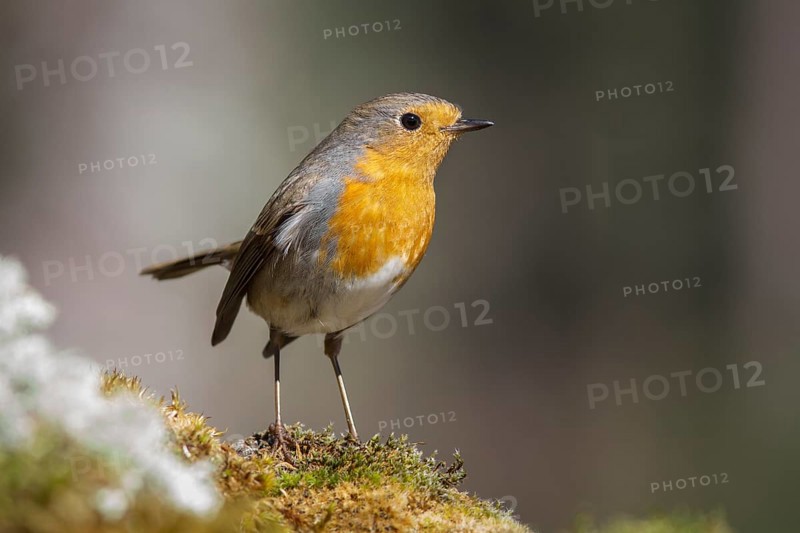 European Robin (erithacus rubecula) perched on moss, Galicia, Spain