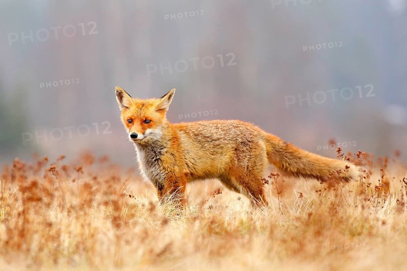 Red Fox hunting, Vulpes vulpes, wildlife scene from Europe. Orange fur coat animal in the nature habitat. Fox on the green forest meadow