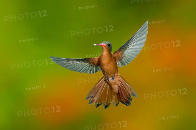 Cinnamon Hummingbird Amazilia rutila rutila Puerto Vallarta, Jalisco, Mexico 14 June Adult in flight. Trochilidae