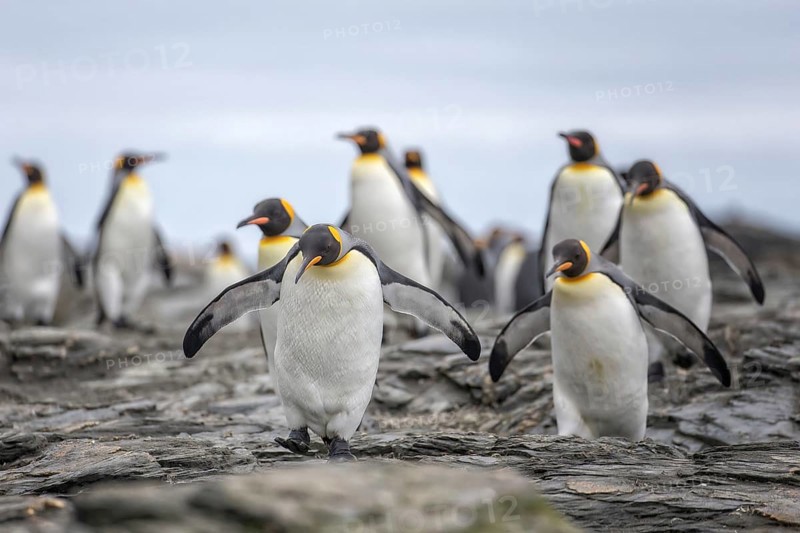 King Penguin (Aptenodytes patagonicus) group, South Georgia