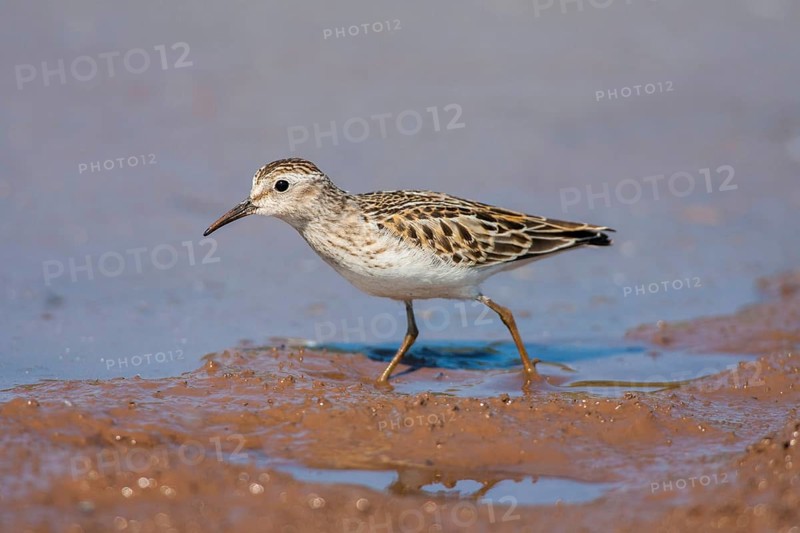 Least Sandpiper Calidris minutilla Beaver Bay, Minnesota, United States 15 September Adult Scolopacidae