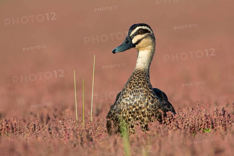 Pacific Black Duck (Anas superciliosa), Victoria, Australia