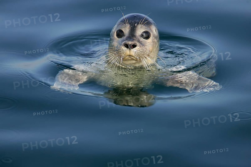 Europäischer Seehund (Phoca vitulina) schwimmt an Wasseroberfläche, Nordsee, offshore, Deutschland