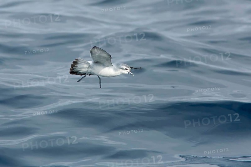 Fairy Prion (Pachyptila turtur) flying, Victoria, Australia