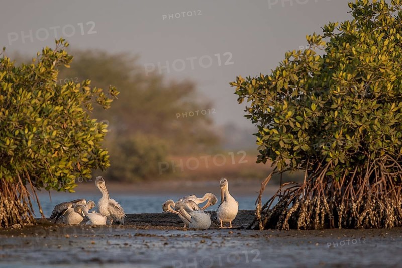 Pink-backed Pelican (Pelecanus rufescens) group preening, Senegal