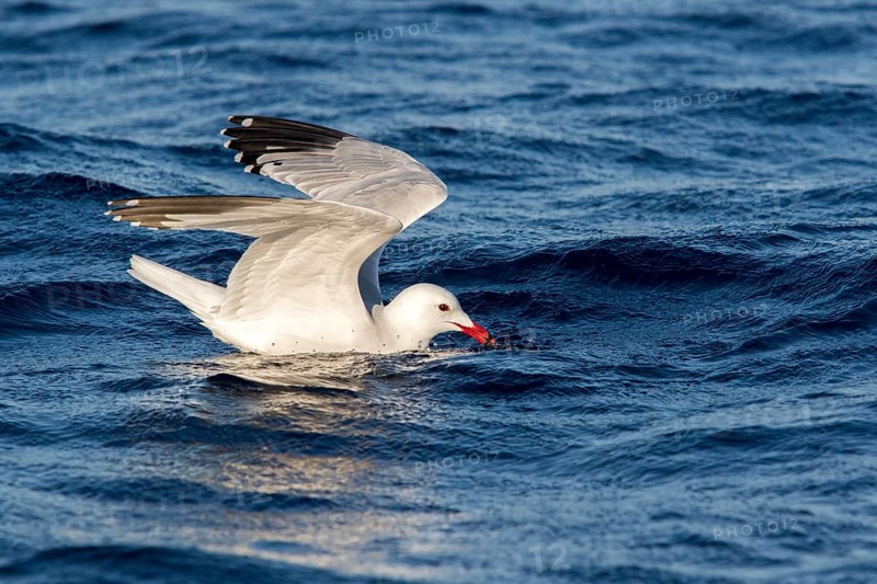 Audouin's Gull (Ichthyaetus audouinii), Ibiza, Spain