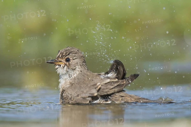 Spotted Flycatcher (Muscicapa striata) bathing, Aosta Valley, Italy