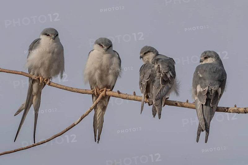Scissor-tailed Kite (Chelictinia riocourii) group of four perched in tree, Senegal