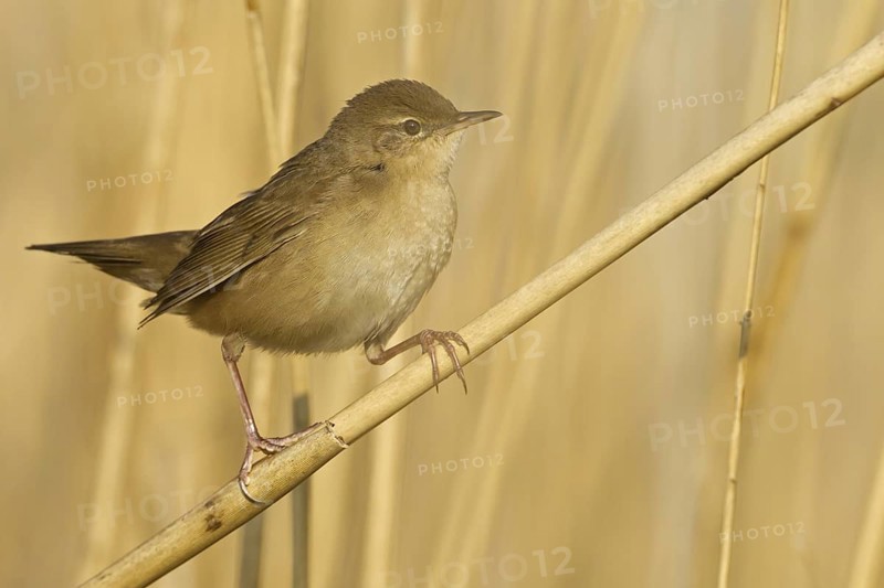 Savi's Warbler (Locustella luscinioides), Rhineland-Palatinate, Germany