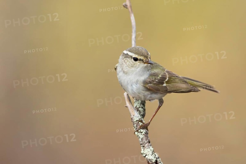 Yellow-browed Warbler - Gelbbrauen-Laubsänger - Phylloscopus inornatus, Russia (Ural)