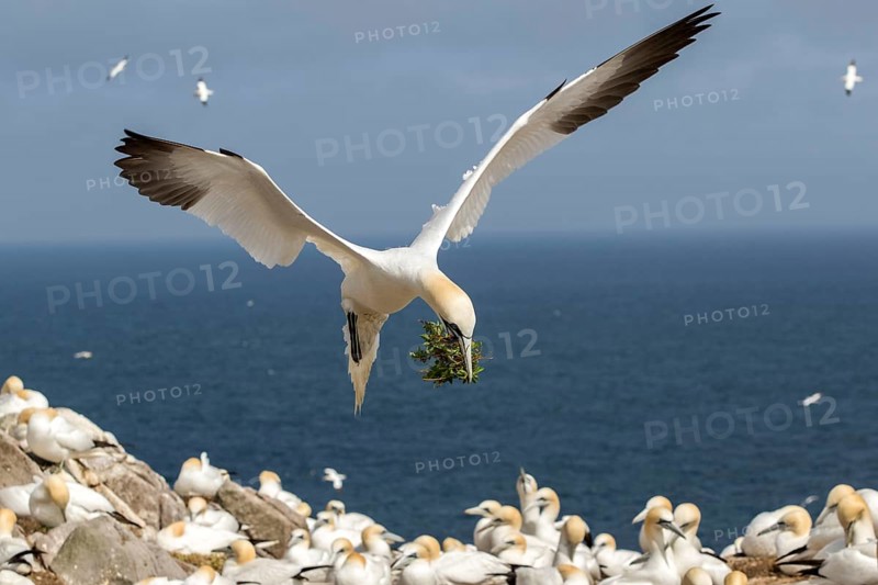 Northern Gannet (Morus bassanus) colony, Saltee Islands, Ireland
